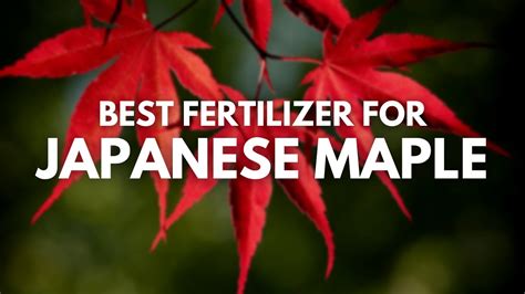 best fertilizer for japanese maple trees